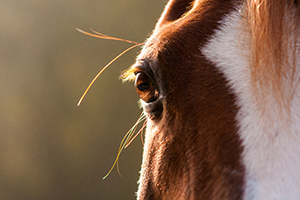 Equine Methods & Applications