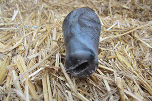 Alkay Farrier Handle