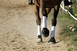 Lanolin Hoof Ointment