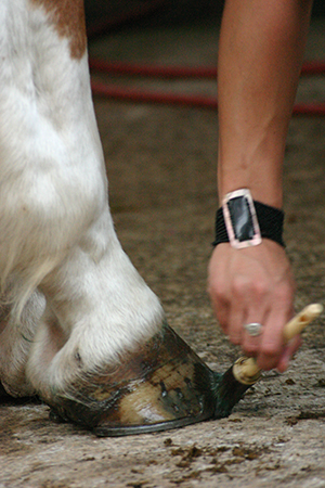 Lanolin Hoof Ointment